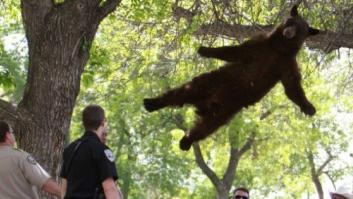 Oso rescatado de un árbol en Colorado (FOTOS)