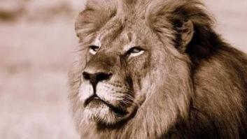 Zimbabue no juzgará al dentista que mató al león Cecil