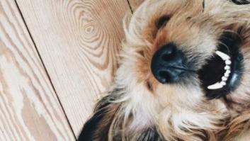 Qué quieren decir DE VERDAD los perros cuando sonríen, bostezan o te miran fijamente