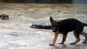 Pacma denuncia al propietario de un criadero tras ver escenas aterradoras protagonizadas por cachorros