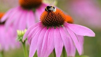 La UE aprueba prohibir durante dos años los plaguicidas que amenazan a las abejas