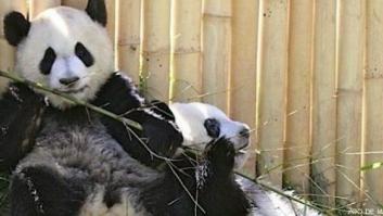 Osos panda de Madrid: Po y De-dé se marchan a China (FOTOS)
