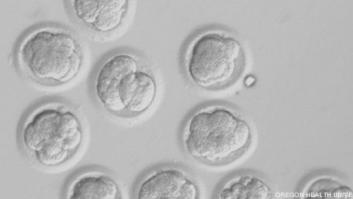 Un equipo de científicos de EEUU consigue reprogramar células de piel humana para que sean células madre