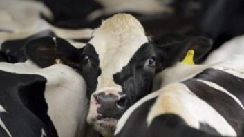 La huída desesperada de una vaca del matadero de A Coruña