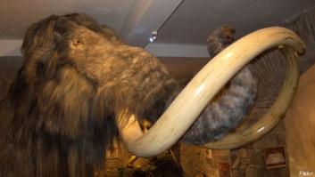 Hallan sangre líquida en los restos de un mamut