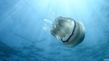 La FAO recomienda comer medusas para contrarrestar su proliferación