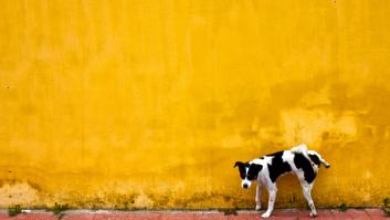 El Ayuntamiento de Almería obliga desde este lunes a los dueños de mascotas a retirar sus orines en la calle