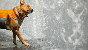 Detenida la dueña de un perro que murió en la terraza por un golpe de calor