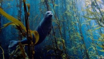 Fotos submarinas: las mejores imágenes de animales acuáticos de 2013 (FOTOS)