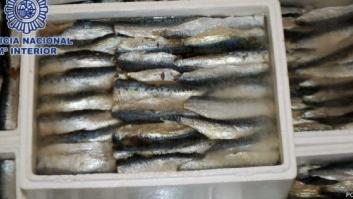 Desmantelada una red que introducía hachís oculto en sardinas congeladas (FOTOS)