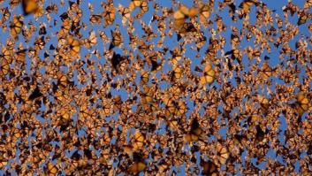 Esta es una de las mariposas más raras del mundo por su poder de convertirse en hoja