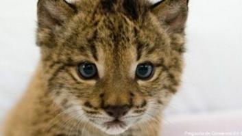 Lince ibérico: la evolución del programa de conservación del felino más amenazado (FOTOS)