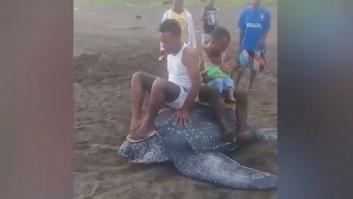La última estupidez humana: grabarse subido a lomos de una tortuga gigante en Indonesia