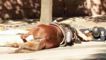 Un policía consuela a su caballo herido de muerte en Houston... y conmueve al mundo