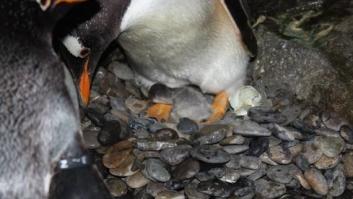 Así rompe el cascarón un pingüino (VÍDEO, FOTOS)