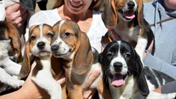 Nace en EEUU la primera camada de perros por fecundación in vitro