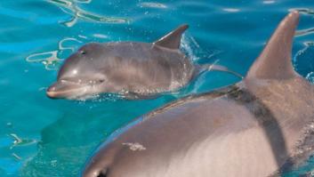 Los delfines se llaman por su "nombre", según un estudio de la Universidad de Saint Andrews