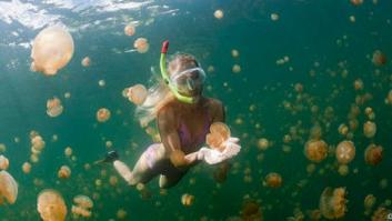 ¿Qué hacer si te pica una medusa?: el CSIC prevé más medusas este verano