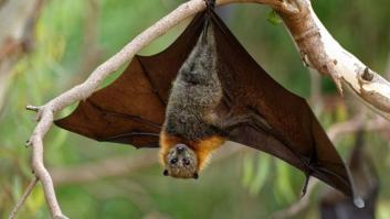 ​​Un pene desproporcionado y sexo sin penetración: el ultimo hallazgo sobre los murciélagos