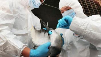 Nuevo virus de la gripe aviar: primer caso de transmisión entre humanos de la variante descubierta en China