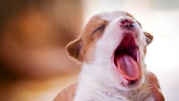 Los perros bostezan contagiados por sus dueños, según un estudio