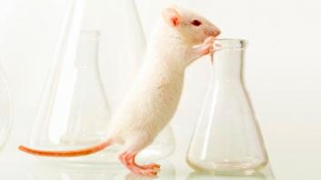 Investigadores de EE UU reconstruyen y reaniman un corazón de ratón con células humanas