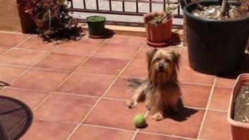 La historia de Pancho, el perro que murió en Nochebuena por los petardos
