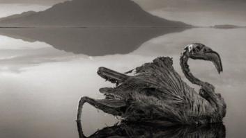 El lago que convierte animales en 'estatuas': las fotografías de Nick Brandt