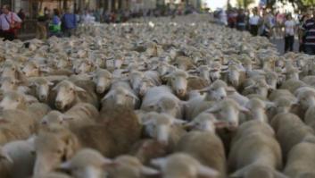 Cañada Real: 2.000 ovejas trashumantes cruzan Madrid en una tradición centenaria