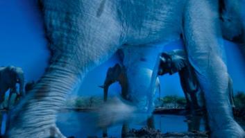 Premio de fotografía salvaje 2013: elefantes majestuosos se imponen en el Wildlife Photographer of the Year (FOTOS)