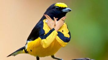 Pájaros con brazos humanos, la moda en Internet (FOTOS)