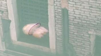 Insólita imagen del confinamiento: captan a una medusa nadando en un canal de Venecia