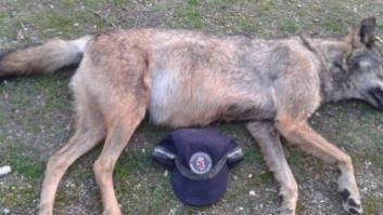 Hallan en Madrid dos lobos muertos en cuatro días