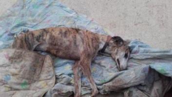 Brutal asalto a un refugio para perros en Sevilla