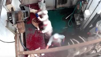 Palizas y degollamientos en vida: así tratan a los animales en este matadero de Madrid