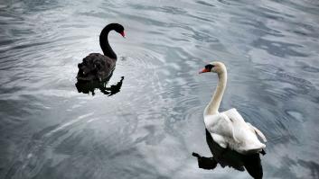 COVID-19: ¿cisne negro o cisne blanco?
