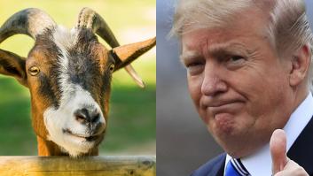 El granjero en jefe: cómo un rebaño de cabras ayuda a Trump a no pagar impuestos