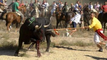 La Junta de Castilla y León prohíbe matar al Toro de la Vega