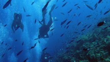 ¿Dónde hay más vida en el océano profundo? ¿En los trópicos?