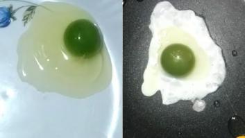 La explicación al curioso fenómeno de las gallinas de los huevos con la yema de color verde