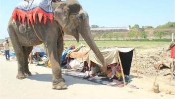 El elefante Raju llora tras ser rescatado después de 50 años de abusos y cadenas (VÍDEO, FOTOS)