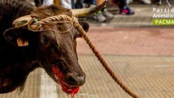 Pacma denuncia la humillación de un toro antes de ser enviado al matadero en Benavente