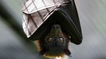 Más de un centenar de especies de murciélagos en China podrían albergar nuevos coronavirus
