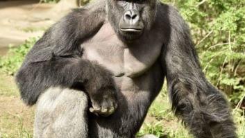 Investigan la muerte del gorila en un zoo de EEUU tras caer un niño al foso