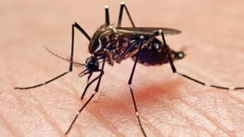 Trucos y remedios para no sufrir con los mosquitos este verano