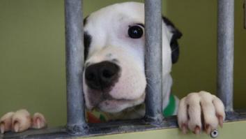 Perros abandonados: El Refugio denuncia que se abandonan 150.000 canes al año en España