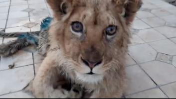 Rescatan a un león al que le rompieron las patas para que no escapara de las fotos con turistas