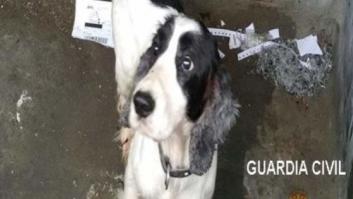Detenido en Burgos por arrojar a su perro vivo a un contenedor