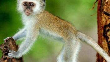 Un mono provoca un apagón eléctrico en toda Kenia
