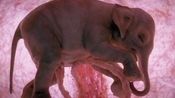 Fotos alucinantes de animales en el útero (FOTOS)